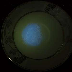 紫光手電筒檢測(cè)熒光劑